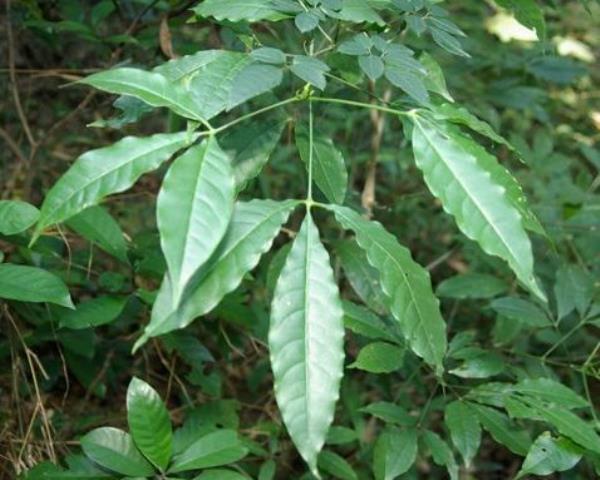 三丫虎叶 第1张 三丫虎叶