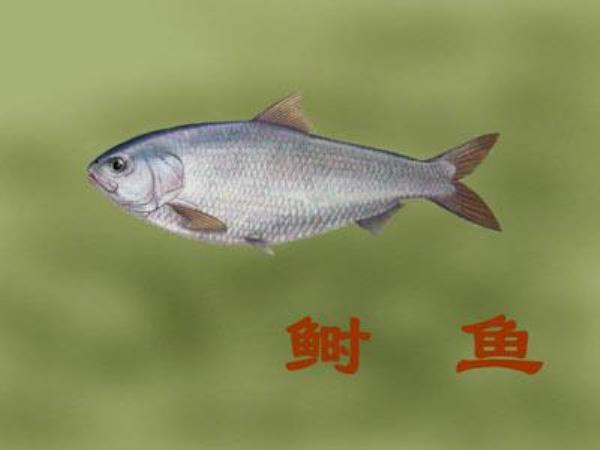 三黎 第1张 三黎