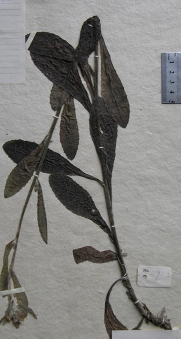 丝毛毛毡草 第1张 丝毛毛毡草