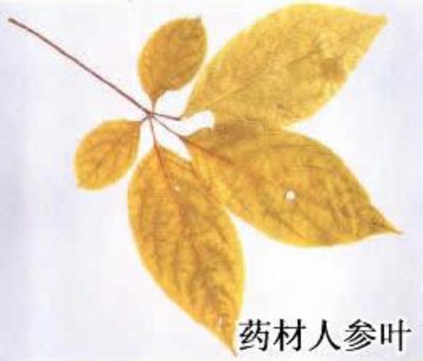 人参叶