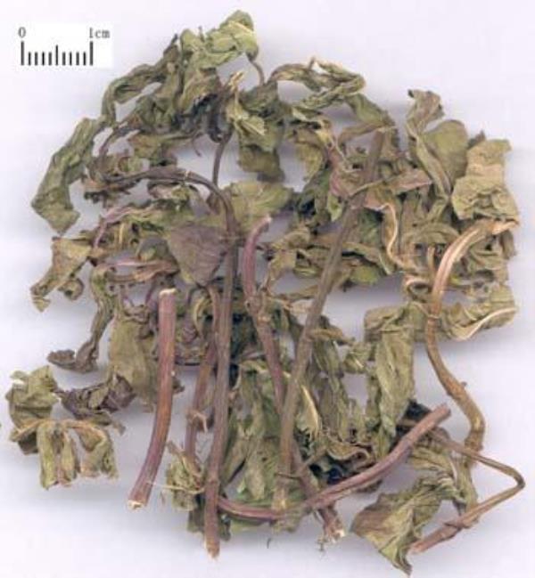 仁丹草 第1张 仁丹草