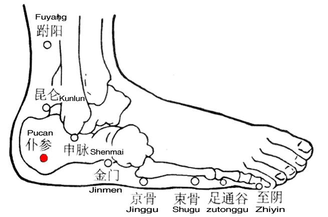 仆参 第1张 仆参