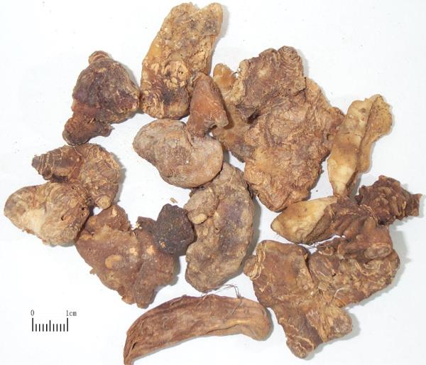 仙人余粮 第1张 仙人余粮
