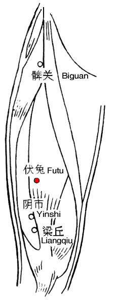 伏兔 第1张 伏兔