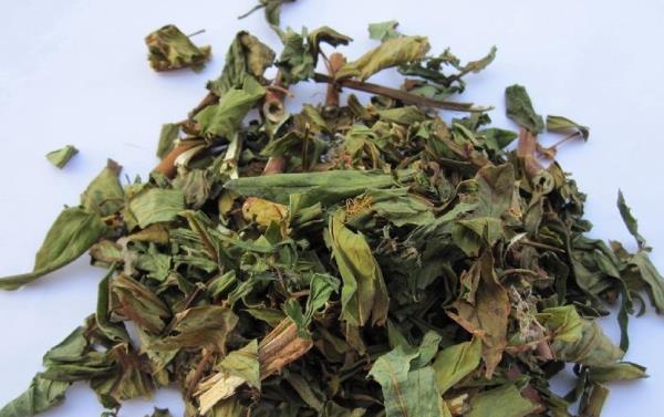 伞旦花 第1张 伞旦花