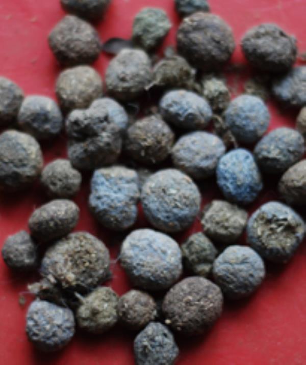 兔粪 第1张 兔粪