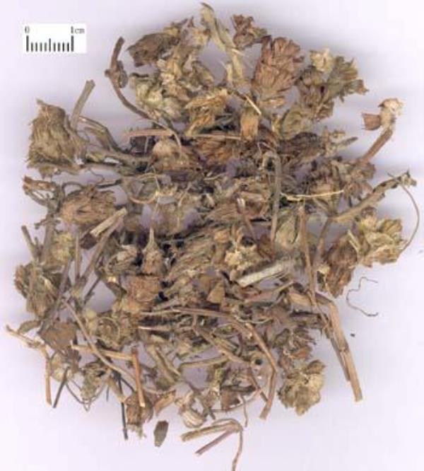 六月干 第1张 六月干