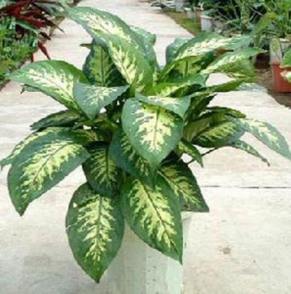 冬不雕草 第1张 冬不雕草