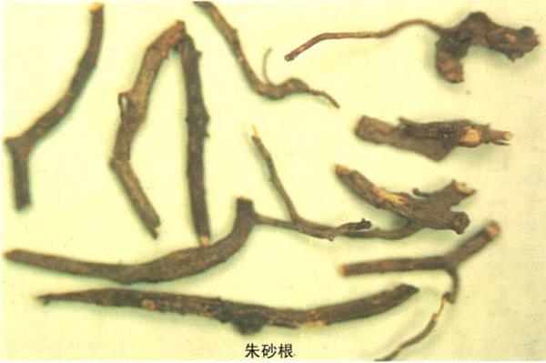 凉散遮金珠 第1张 凉散遮金珠