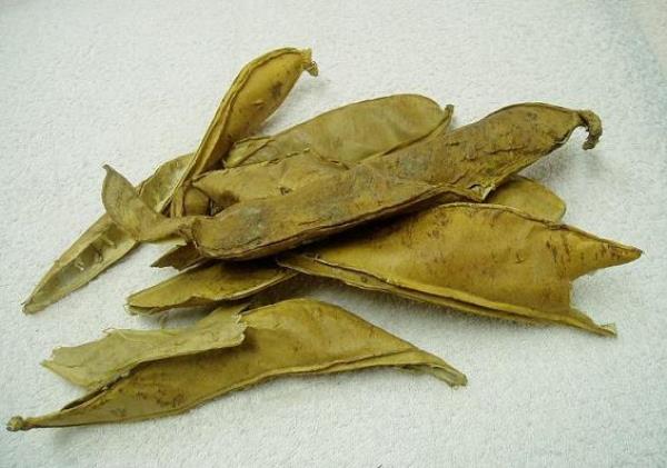 刀豆壳 第1张 刀豆壳