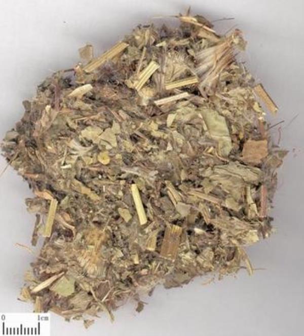 刺刺芽 第1张 刺刺芽