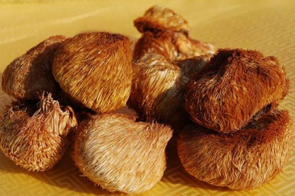 刺猬菌 第1张 刺猬菌