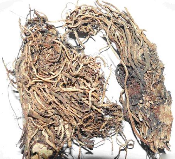 力芦 第1张 力芦