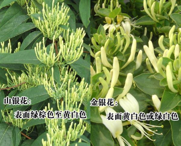 南银花 第2张 南银花