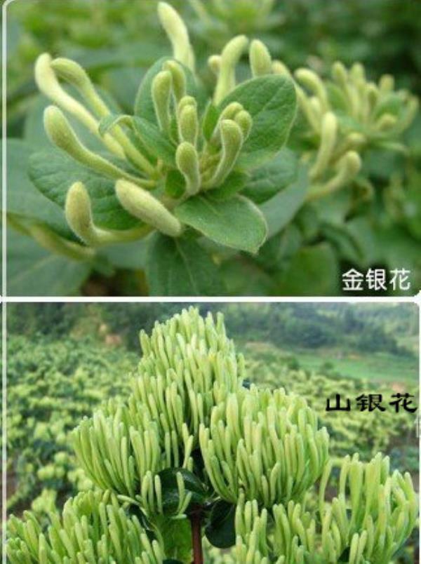 南银花 第3张 南银花