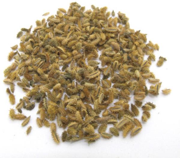 南鹤虱 第1张 南鹤虱