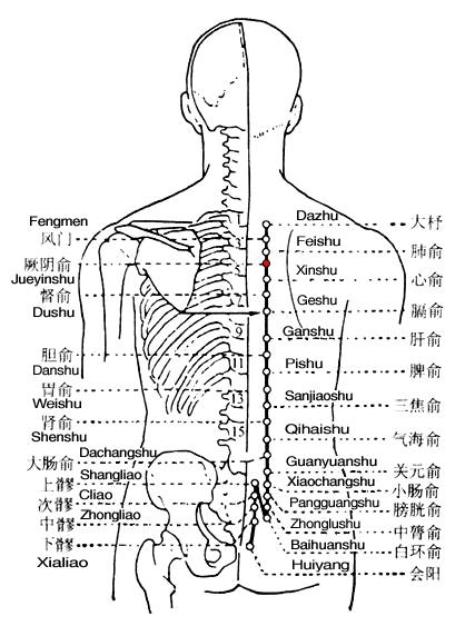 厥阴俞 第1张 厥阴俞