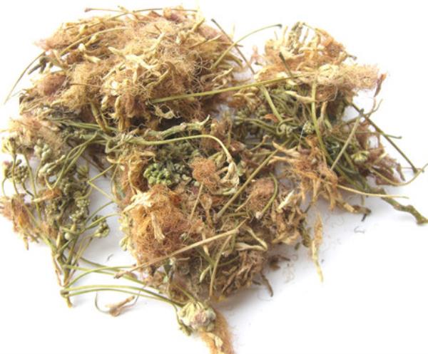 合欢花 第1张 合欢花