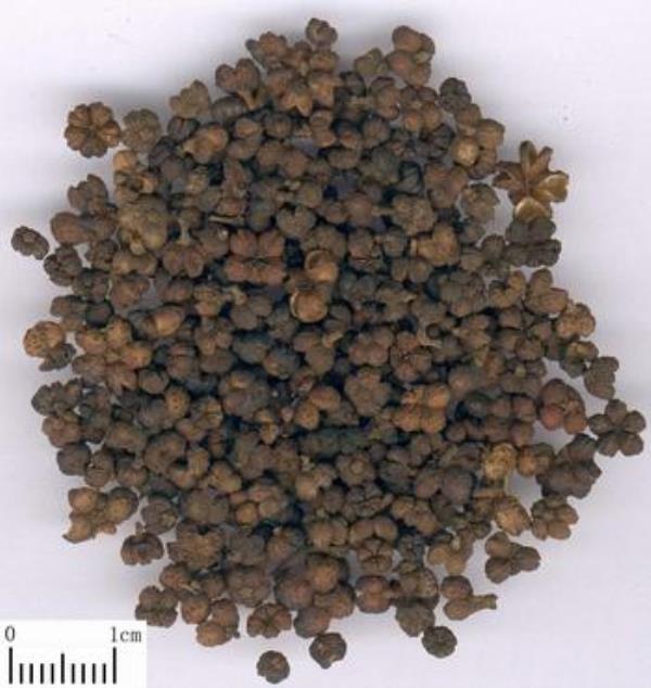 吴茱萸 第1张 吴茱萸