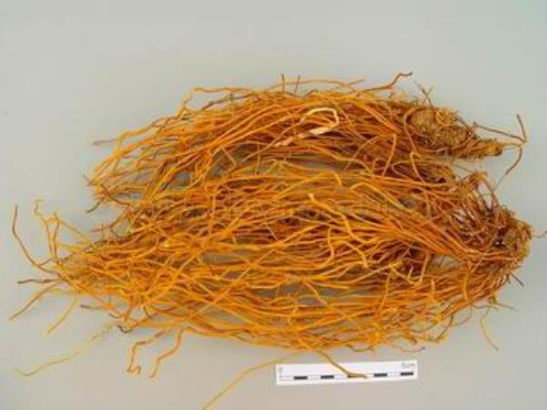 唐松草根 第1张 唐松草根