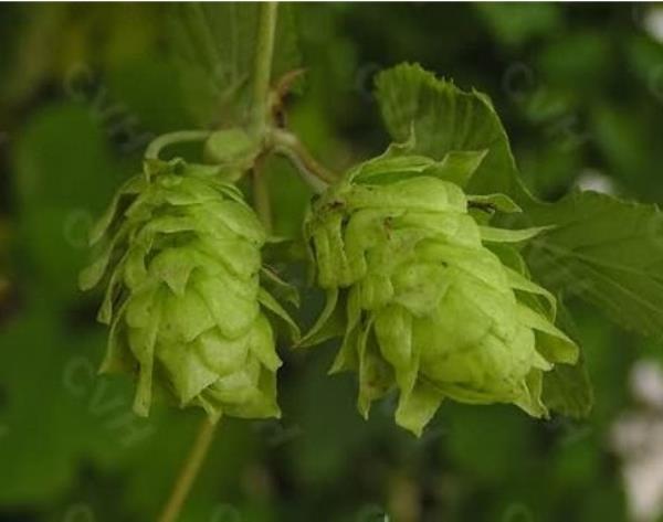 啤酒花 第1张 啤酒花