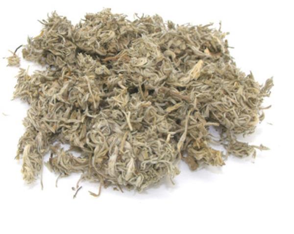因陈蒿 第2张 因陈蒿