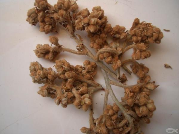 土冬花 第2张 土冬花