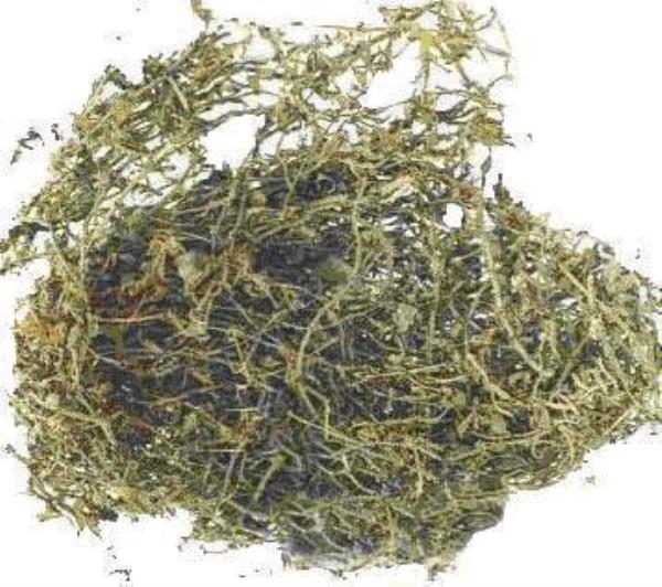 垂盆草 第1张 垂盆草