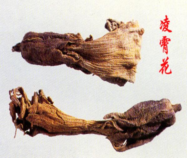 堕胎花 第2张 堕胎花
