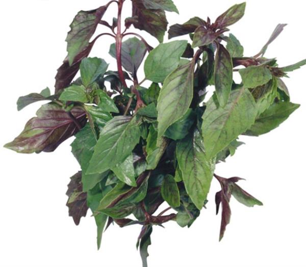 塘葛菜 第1张 塘葛菜