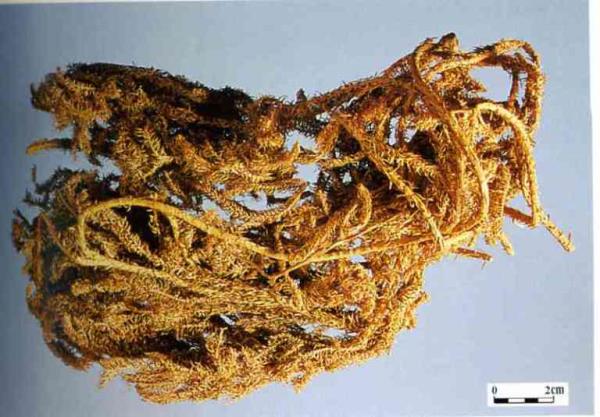 大地毛公 第1张 大地毛公