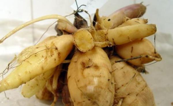 大理菊 第1张 大理菊