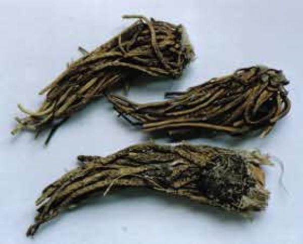 大理藜芦根 第1张 大理藜芦根