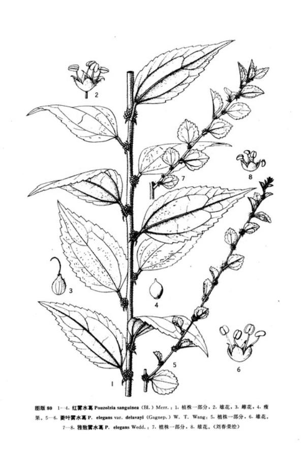 大粘药 第1张 大粘药
