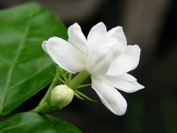 大花栀子根 第1张 大花栀子根