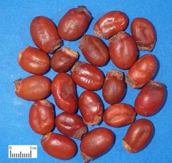 大荔核 第1张 大荔核