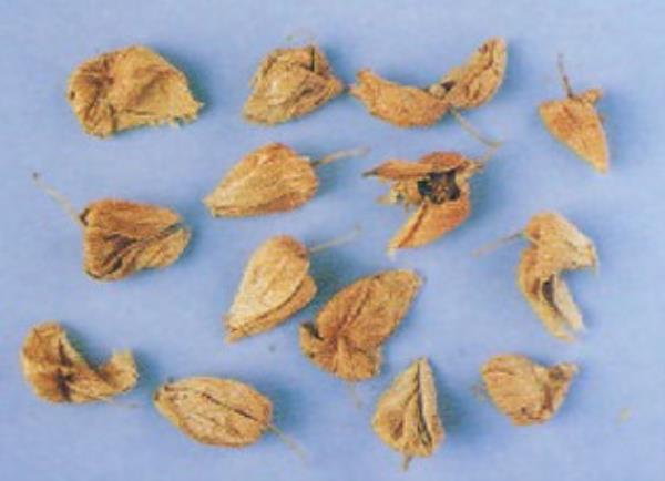 天泡草铃儿 第2张 天泡草铃儿