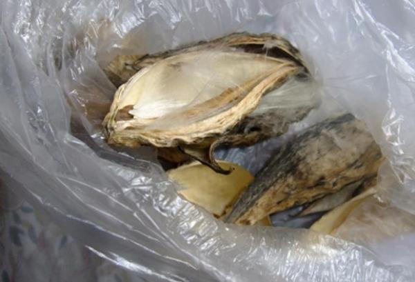 天浆壳 第1张 天浆壳