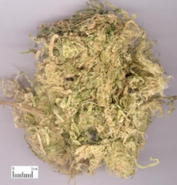 姜竹茹 第2张 姜竹茹