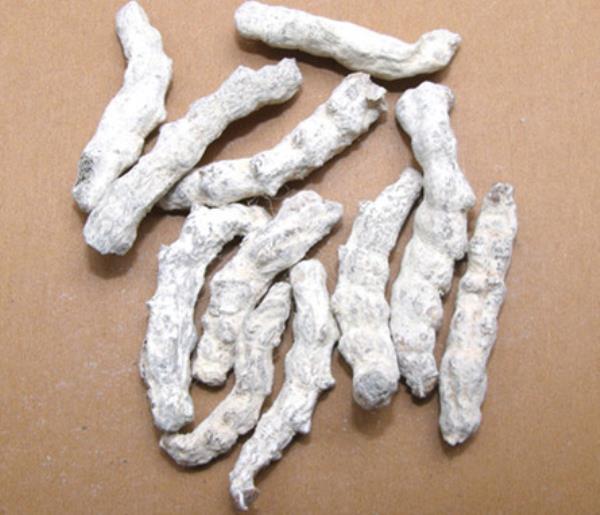 姜虫 第2张 姜虫