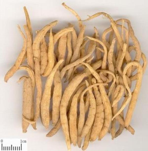 孩儿参 第1张 孩儿参