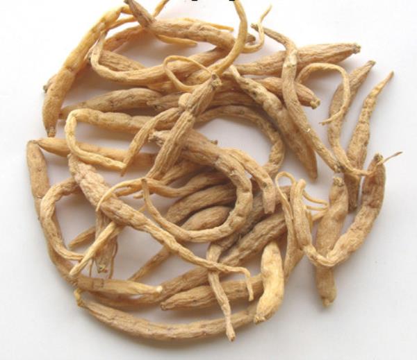 孩儿参 第2张 孩儿参