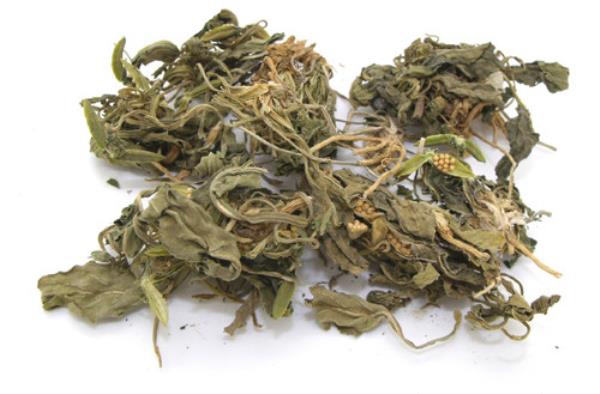 宝剑草 第2张 宝剑草