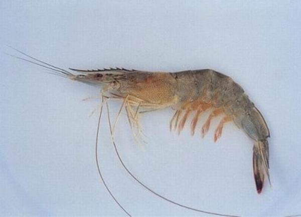 对虾 第1张 对虾