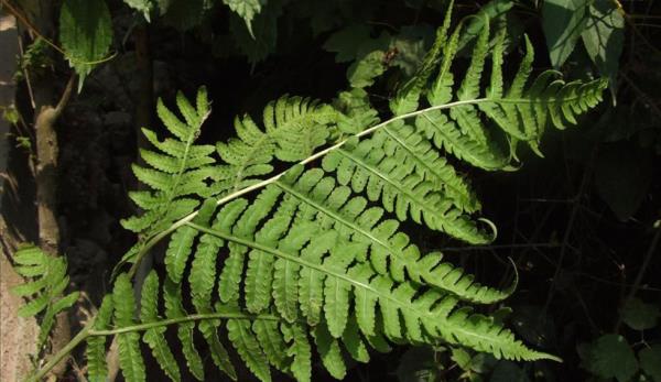 小叶山鸡尾巴草 第1张 小叶山鸡尾巴草