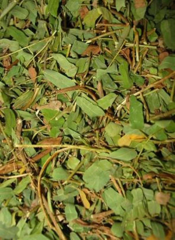 小叶龙鳞草 第2张 小叶龙鳞草