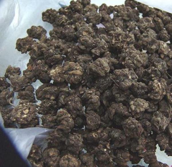 小毛莨 第1张 小毛莨