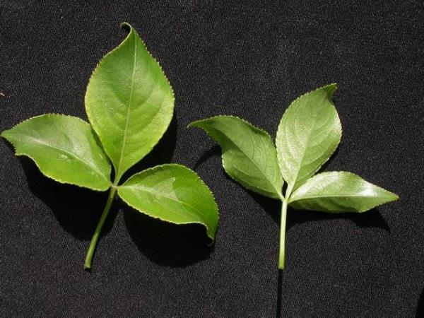 小熊胆木 第1张 小熊胆木