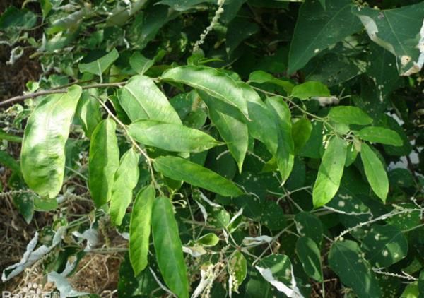小花八角枫 第1张 小花八角枫