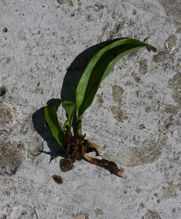 小花蜻蜓兰 第1张 小花蜻蜓兰